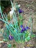mini iris